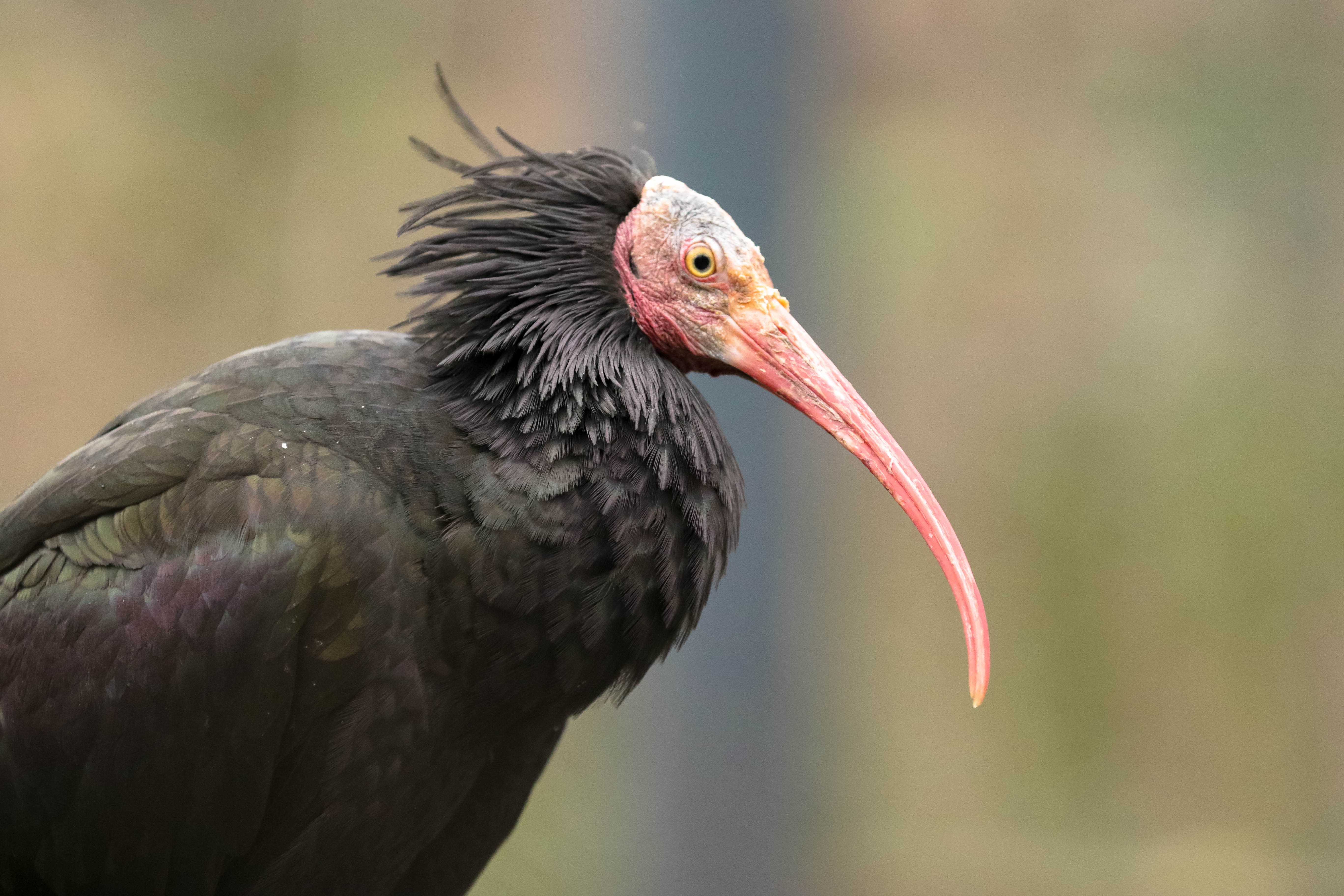 black long beaked vulture