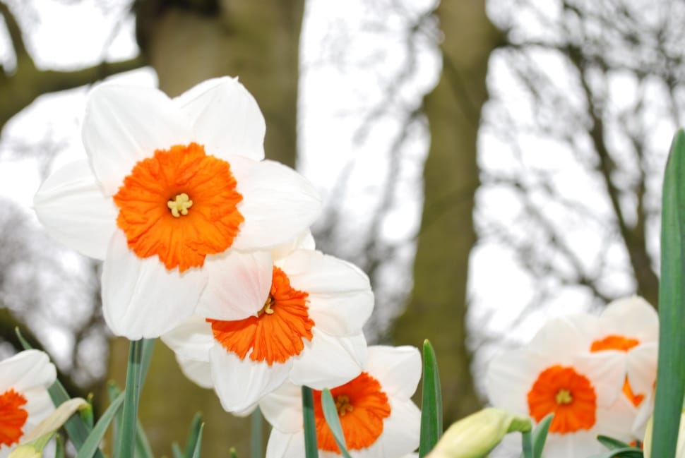 white and orange petaled flowers preview