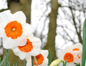 white and orange petaled flowers thumbnail