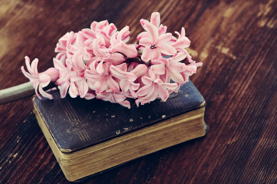 Hyacinth, Flower, Pink, Flowers, wood - material, freshness preview