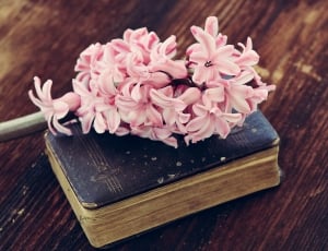 Hyacinth, Flower, Pink, Flowers, wood - material, freshness thumbnail