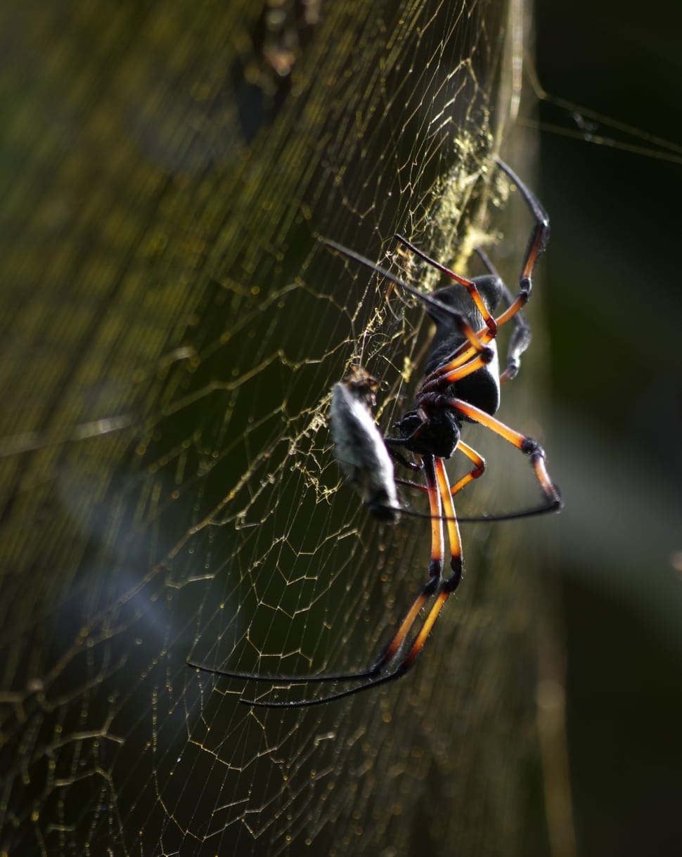 Network, Nature, Cobweb, Spider, Close, spider web, animal themes preview
