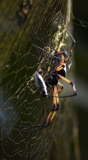 Network, Nature, Cobweb, Spider, Close, spider web, animal themes thumbnail