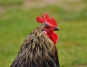 shallow focus of black and brown chicken on green grass field thumbnail
