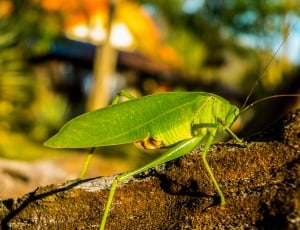green katydid on brown surface at daytime thumbnail