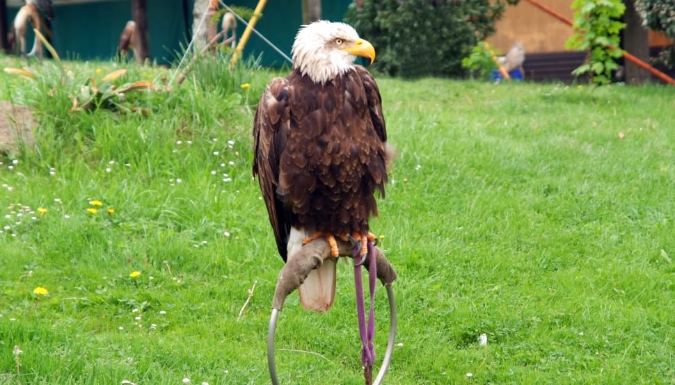 american bald eagle on brown wooden stand during daytime preview