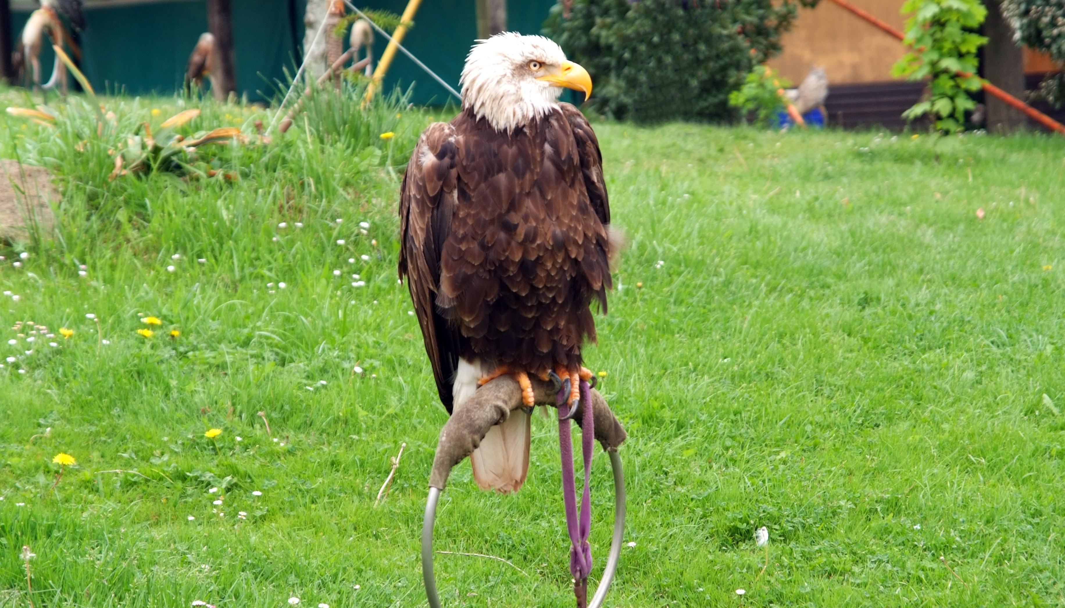 american bald eagle on brown wooden stand during daytime