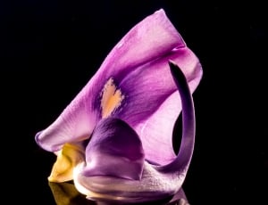 purple orchid thumbnail