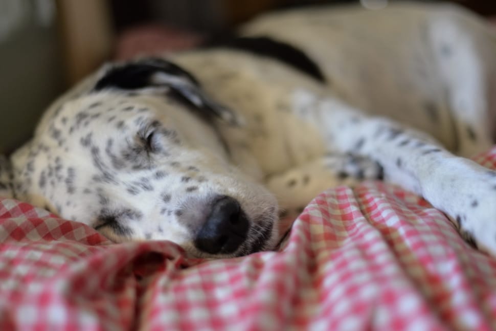 Dog, Nap, Sleep, dog, pets preview