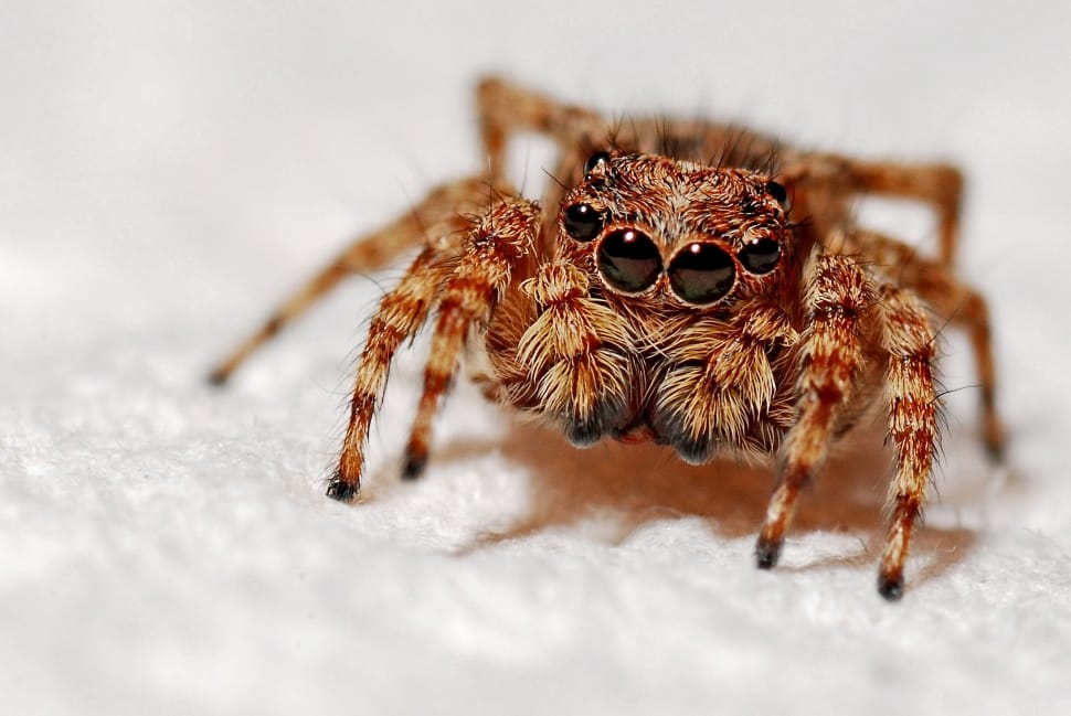 close up photography of brown spider on white surface preview