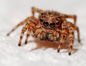 close up photography of brown spider on white surface thumbnail