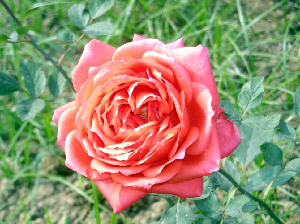Pink, Love, Nature, Rose, Flower, flower, petal preview
