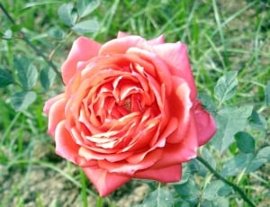 Pink, Love, Nature, Rose, Flower, flower, petal thumbnail