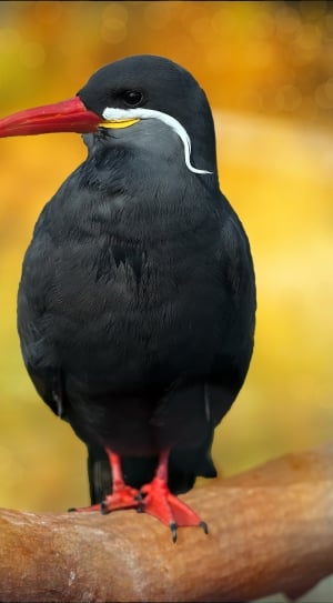 Inca Tern, Animal, Black, Bird, Schwalbe, one animal, bird thumbnail