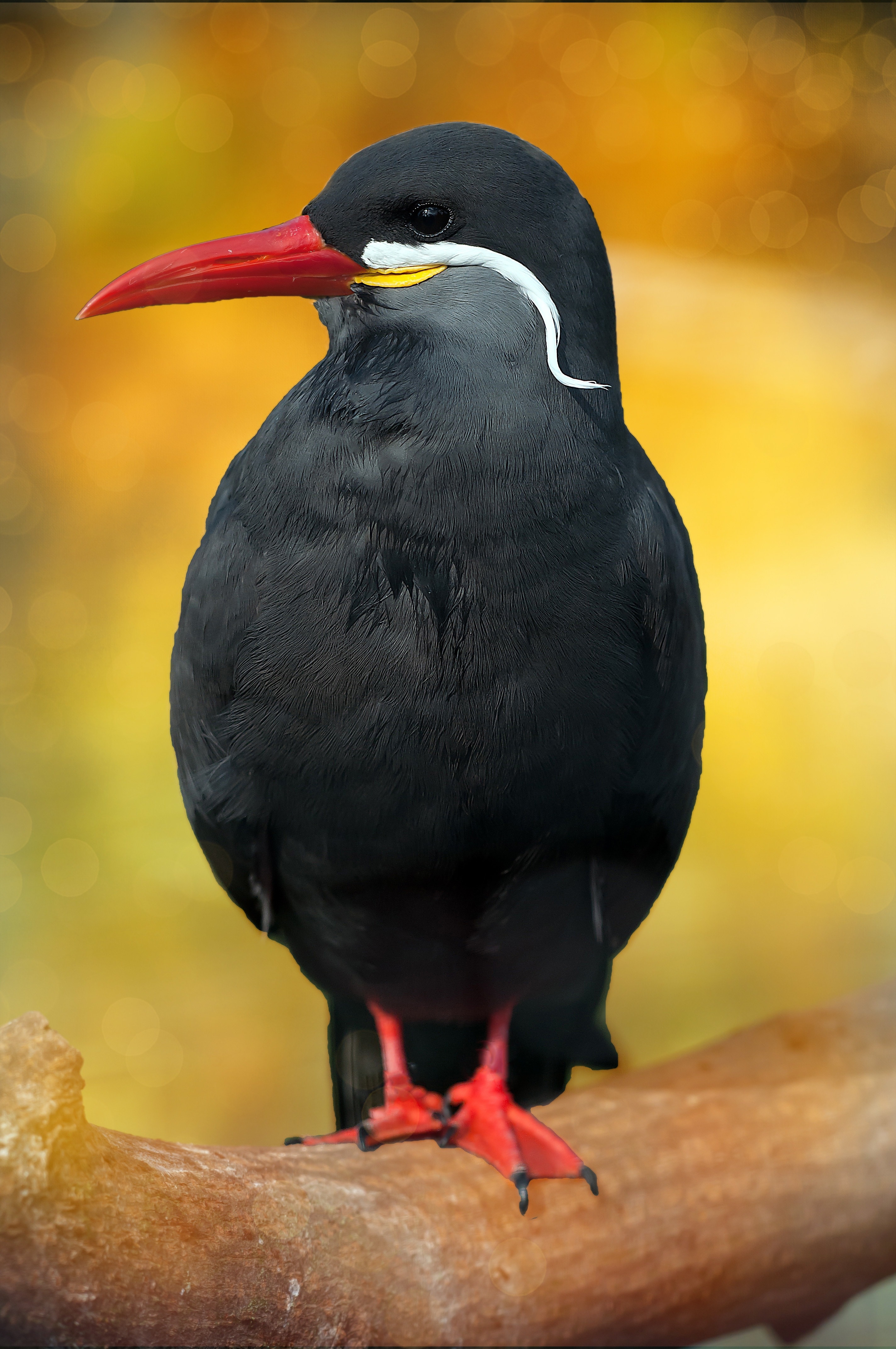 Inca Tern, Animal, Black, Bird, Schwalbe, one animal, bird