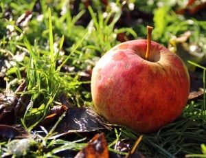 apple fruit thumbnail