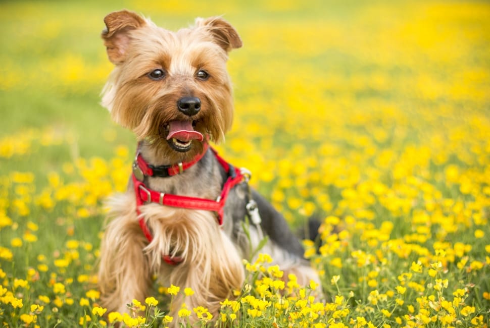 yorkshire terrier and yellow flowers preview