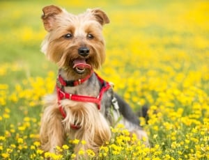yorkshire terrier and yellow flowers thumbnail