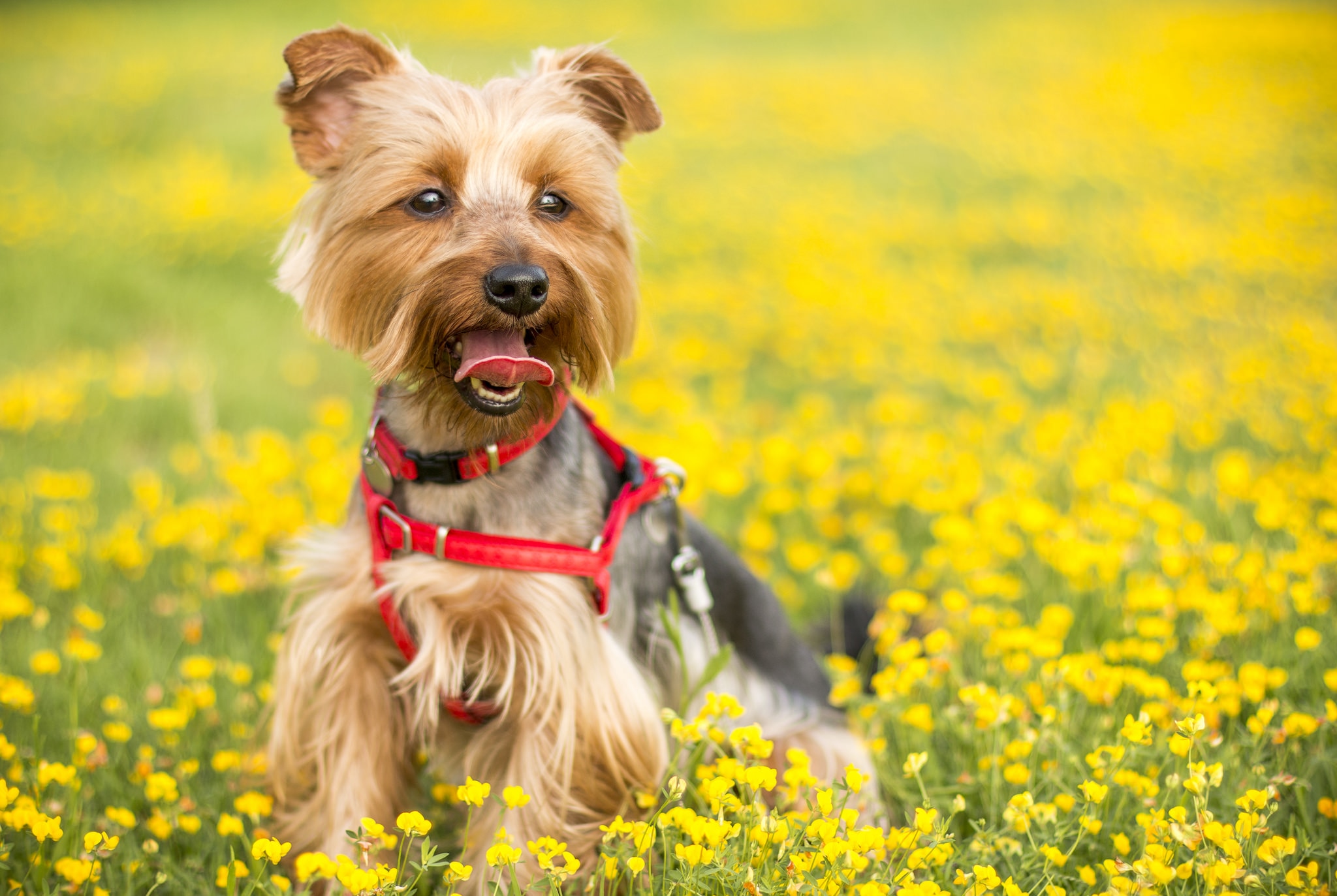 yorkshire terrier and yellow flowers