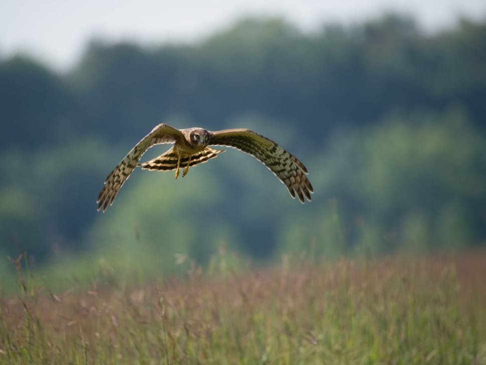 Flying, Northern Harrier, Bird, Wildlife, flying, one animal preview