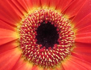 macro photography of ref flower thumbnail