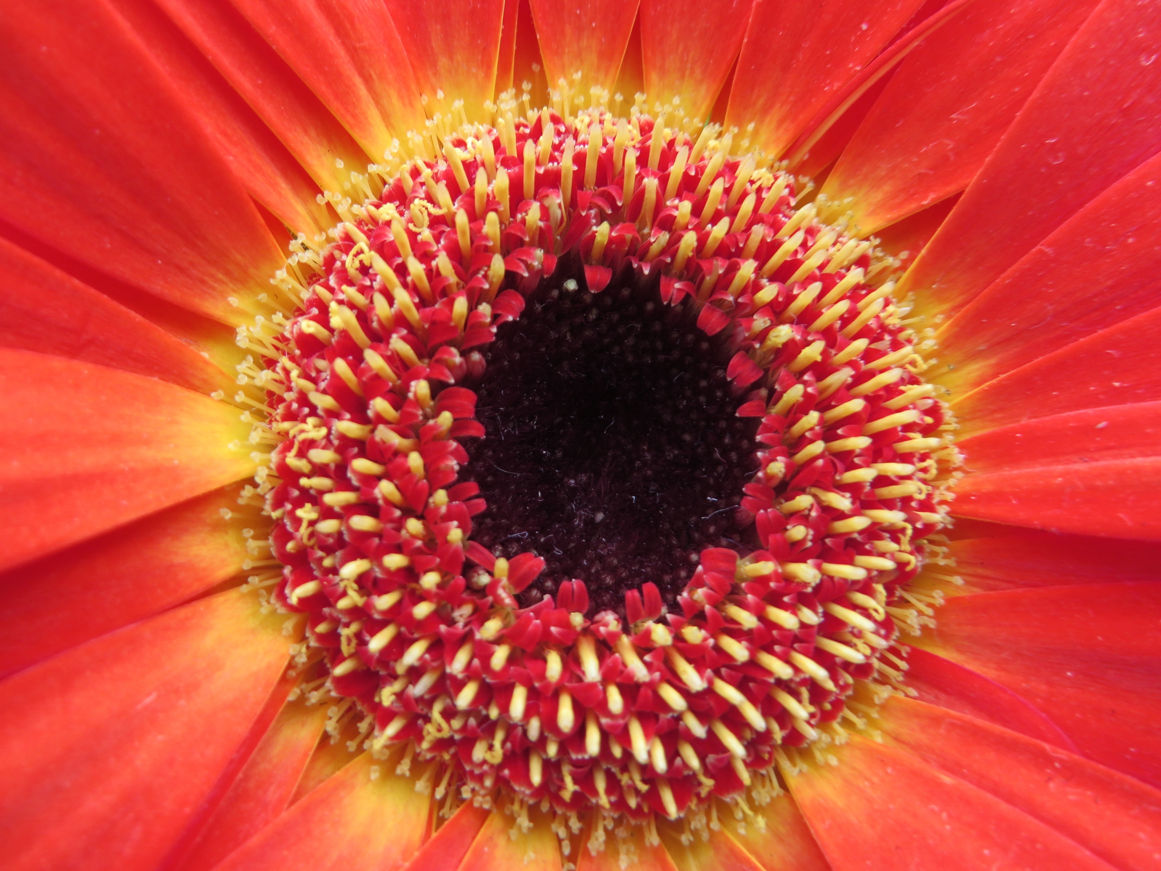 macro photography of ref flower
