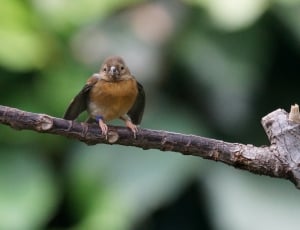 brown bird on a brown wooden tree branch thumbnail