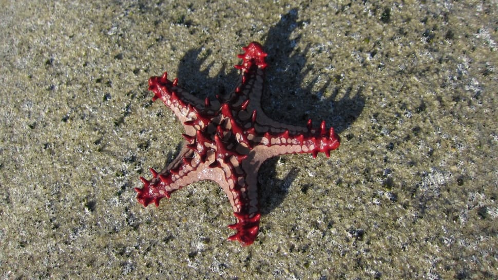 brown and red starfish preview