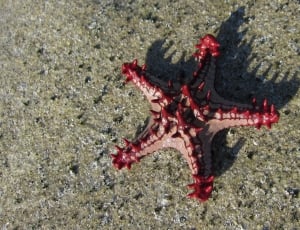 brown and red starfish thumbnail