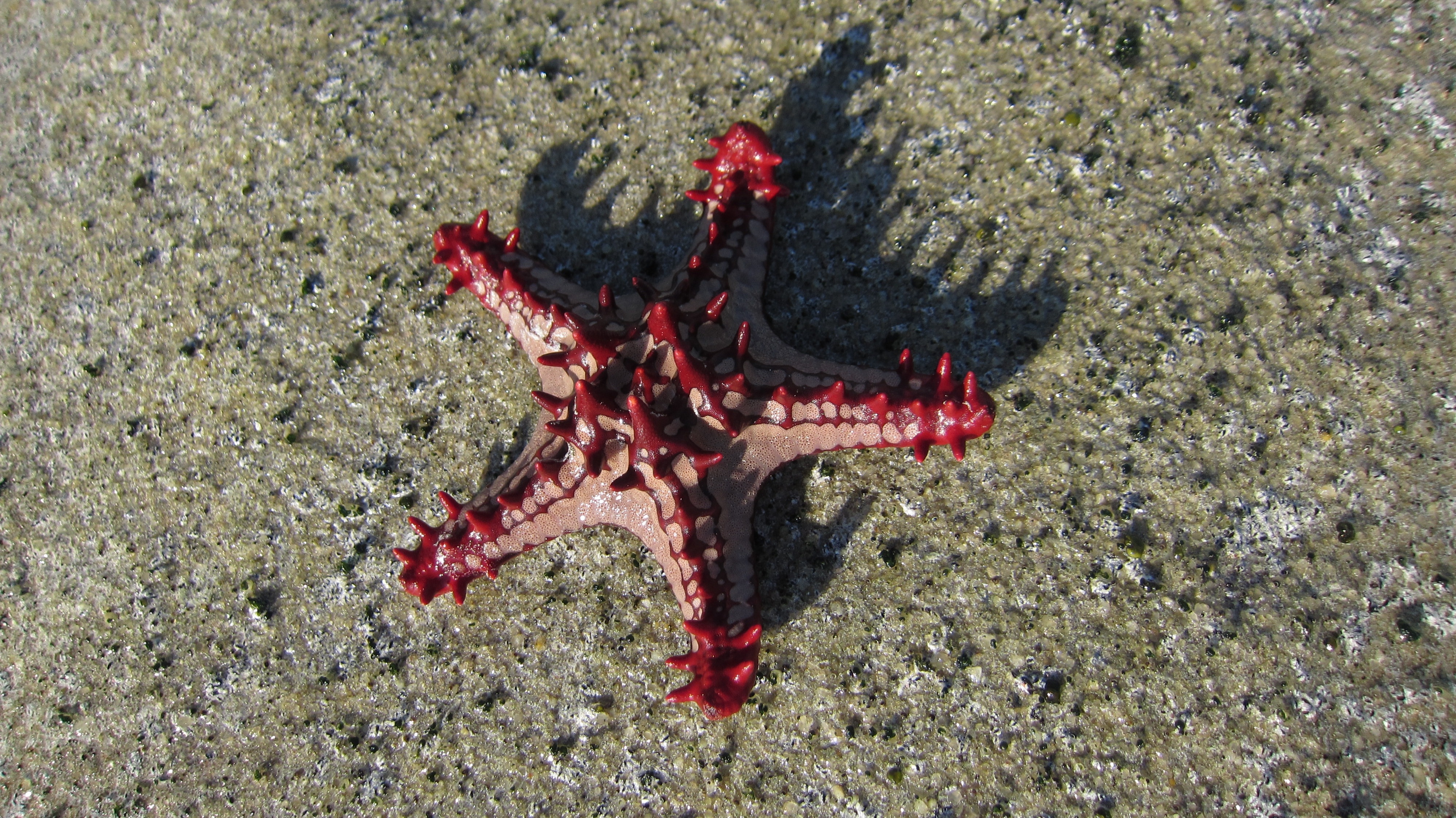 brown and red starfish
