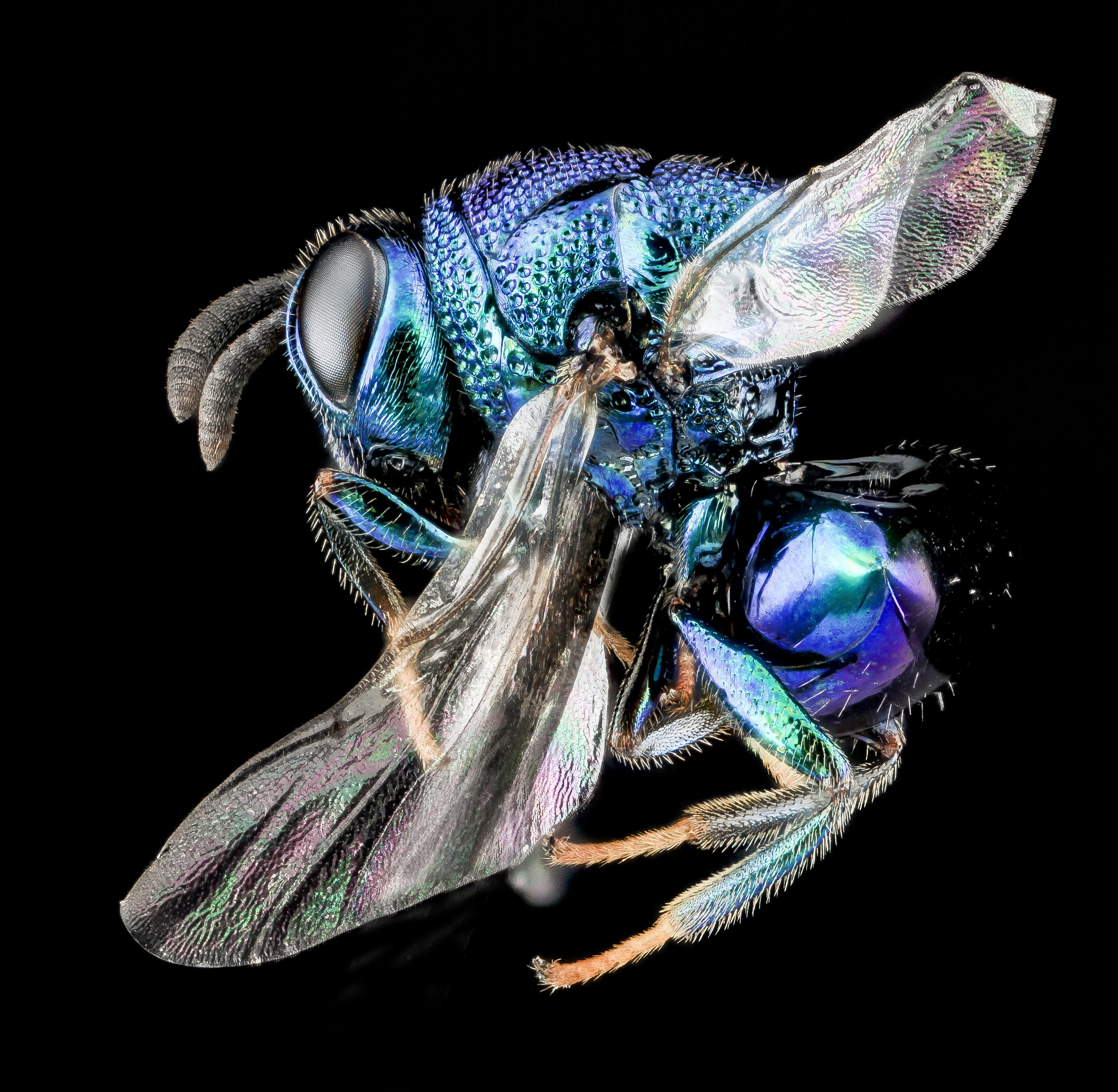 Wasp, Perilampid