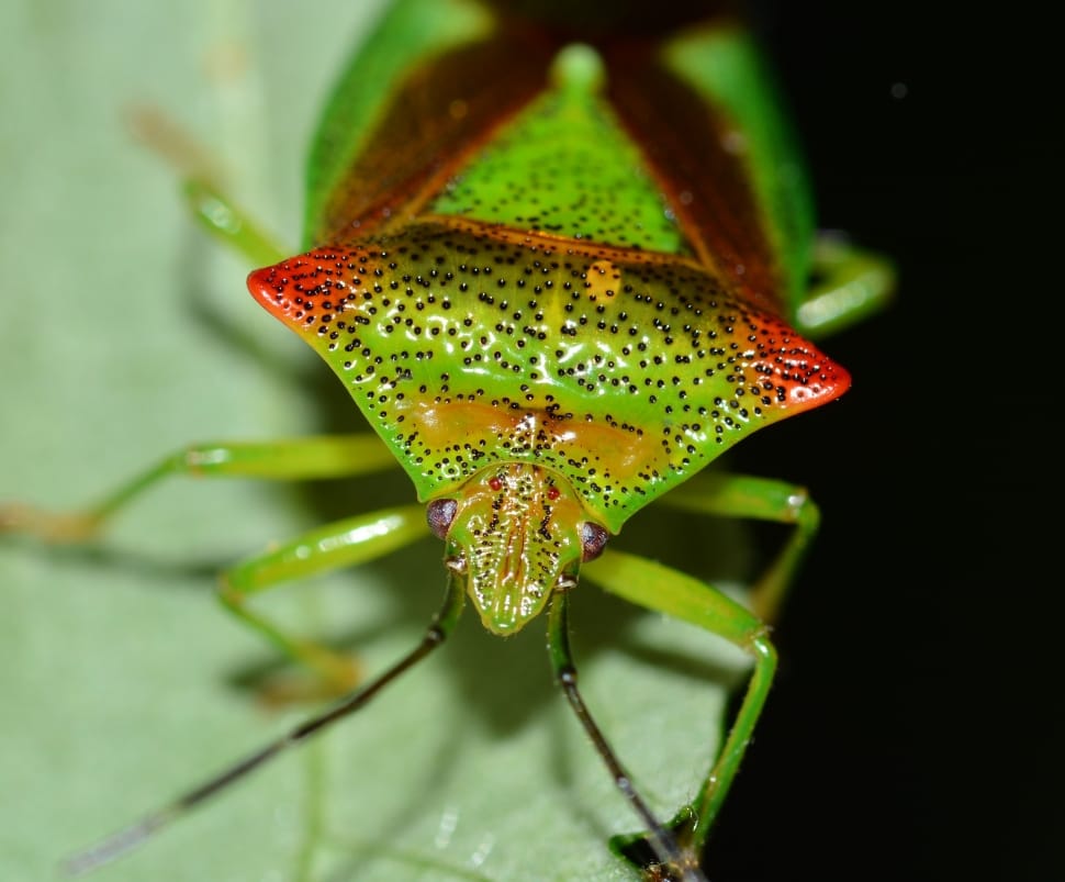 green insect preview