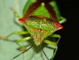 green insect thumbnail