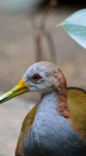 close up shot of blue and brown long-beaked bird thumbnail