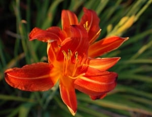 focus photo of orange petal flower thumbnail