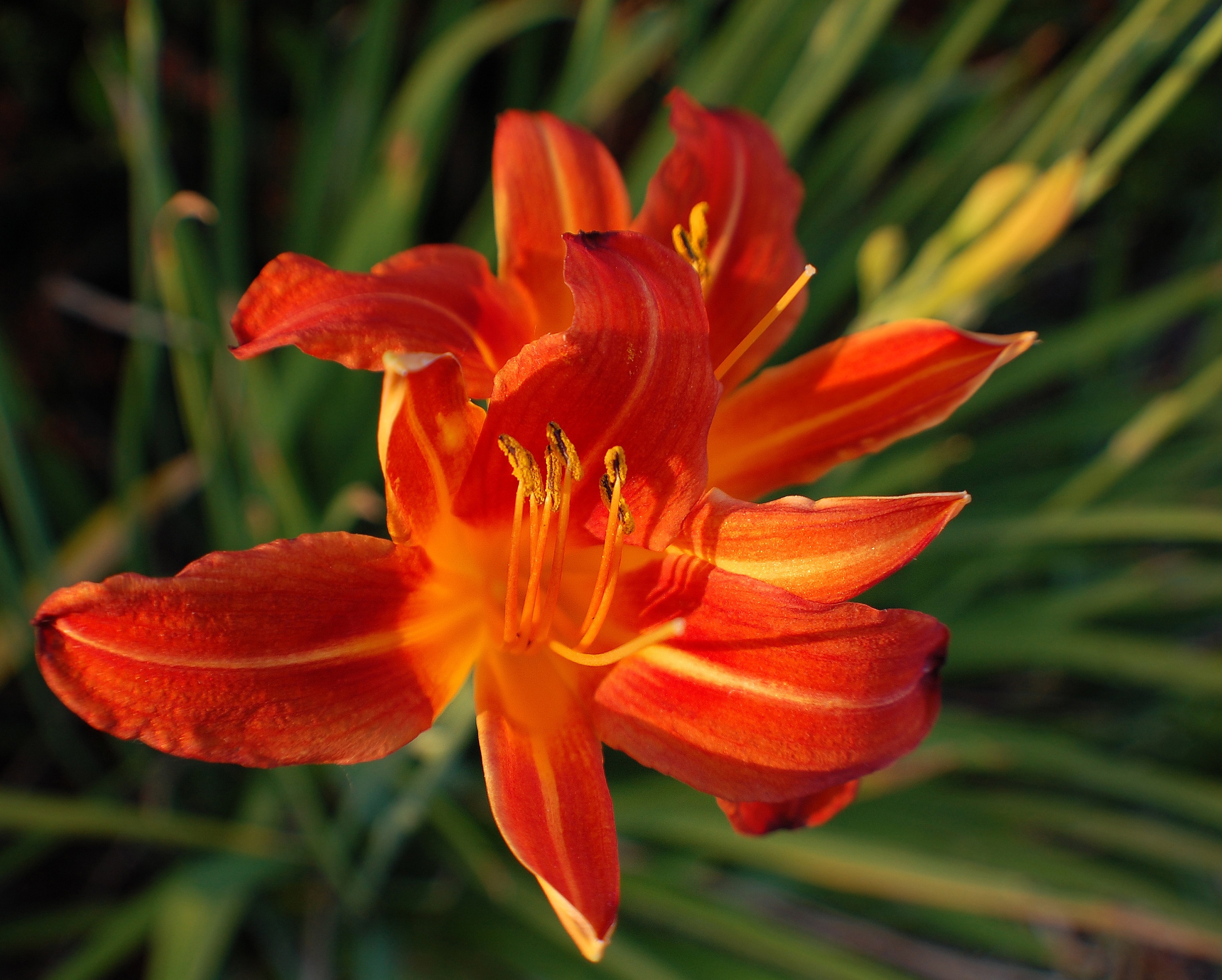 focus photo of orange petal flower