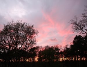 silhouette of trees during sunset thumbnail