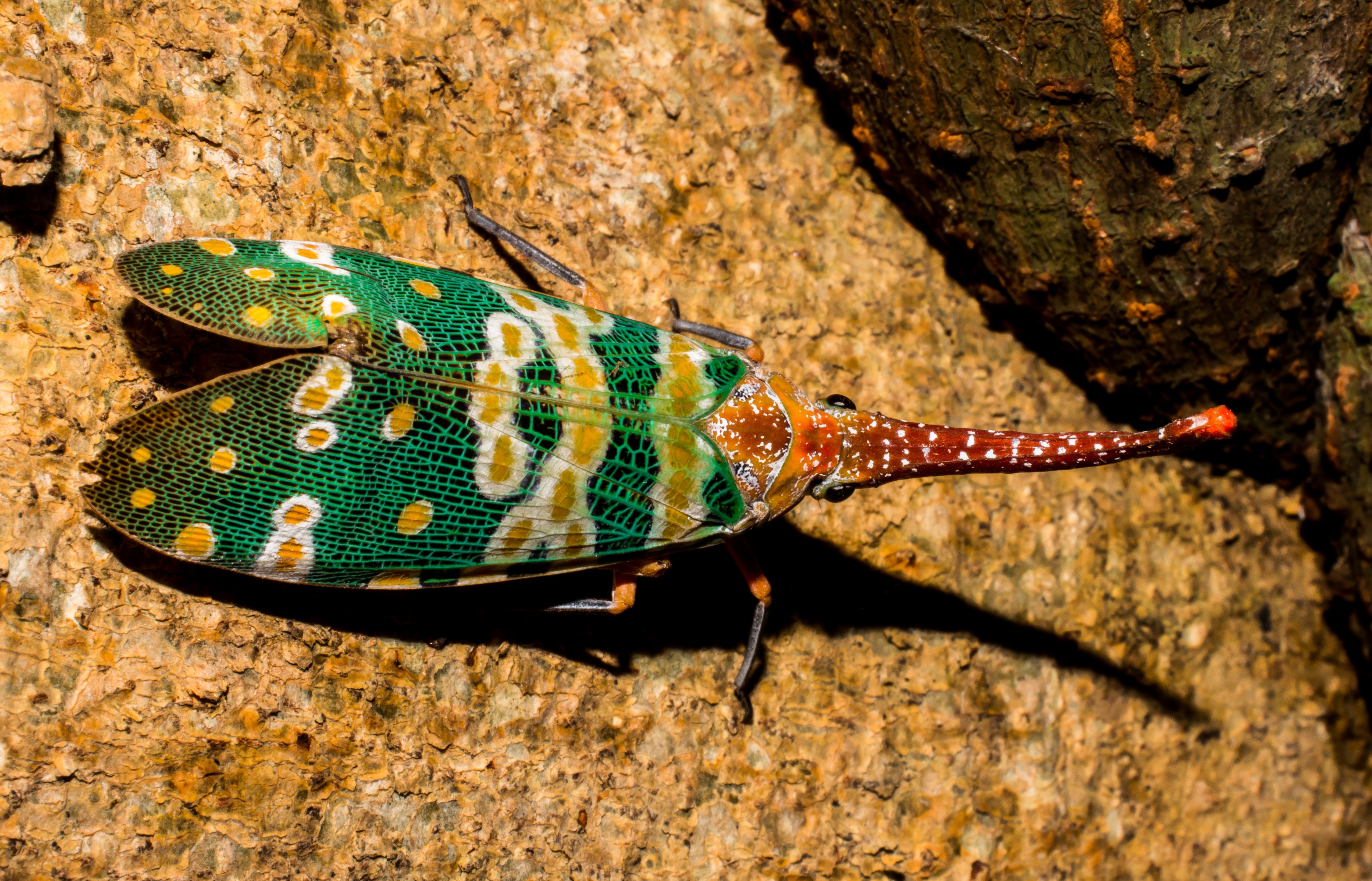 Fulgoromorpha, Canthigaster Cicada, one animal, animal themes