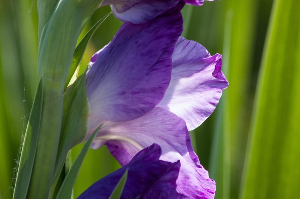 Iridaceae, Sword Flower, Gladiolus, purple, flower preview