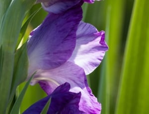 Iridaceae, Sword Flower, Gladiolus, purple, flower thumbnail