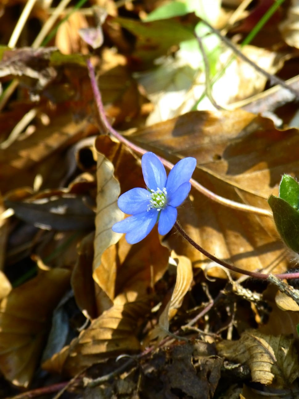 Violet, Blossom, Hepatica, Flower, Bloom, flower, growth preview