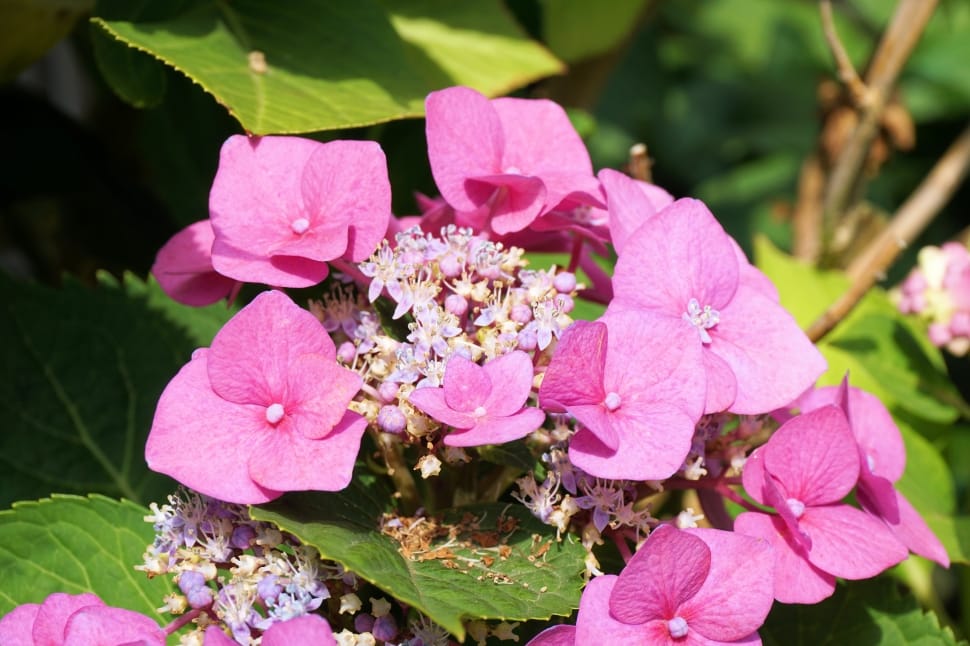 Hydrangeas, Flower, Blossom, Bloom, flower, pink color preview