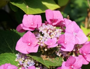 Hydrangeas, Flower, Blossom, Bloom, flower, pink color thumbnail