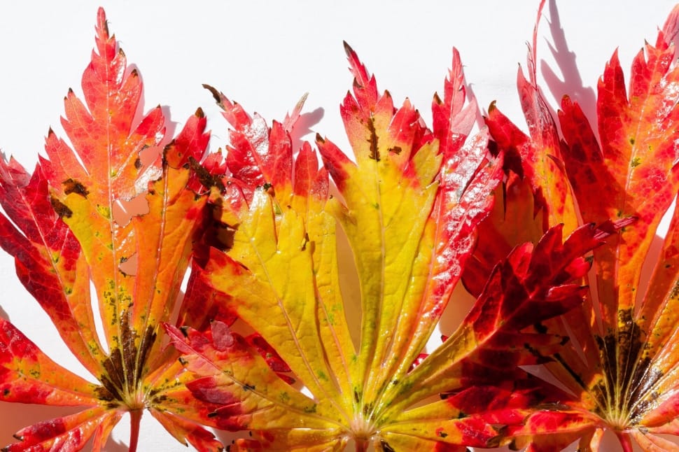 yellow and red autumn leaf preview