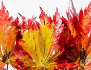 yellow and red autumn leaf thumbnail
