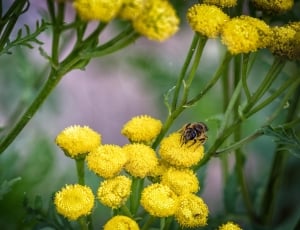 Macro, Bee, Flowers, Close, Nature, flower, yellow thumbnail