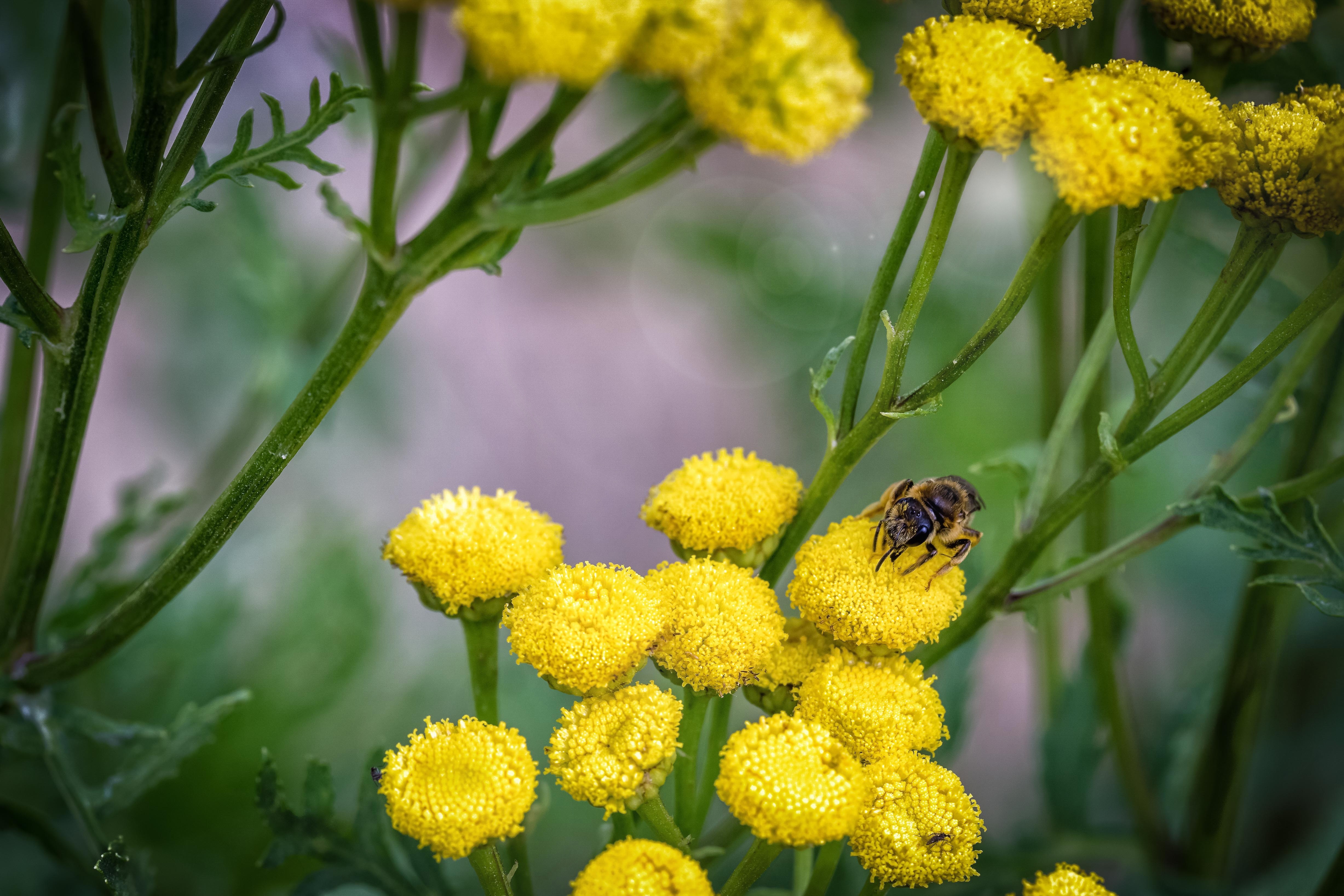 Macro, Bee, Flowers, Close, Nature, flower, yellow