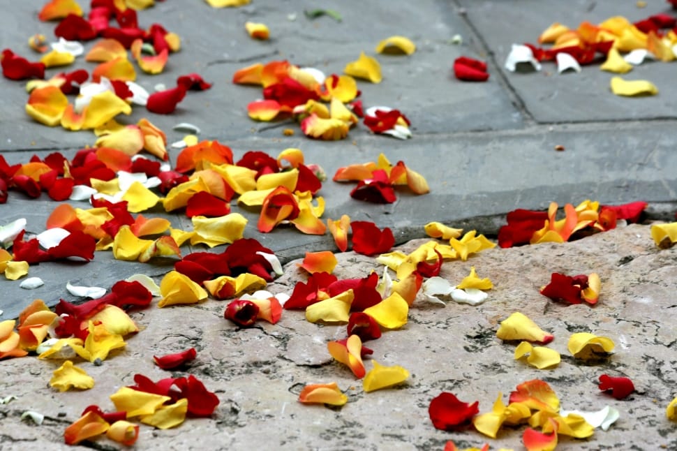 yellow, white and red flower petals on ground preview