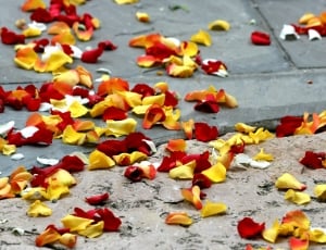 yellow, white and red flower petals on ground thumbnail