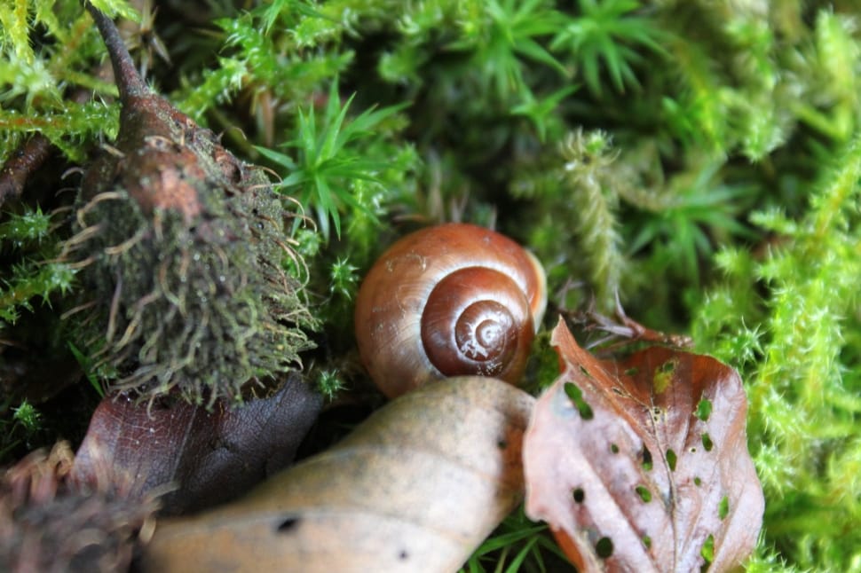 Snail, Leaves, Nature, Forest, Shell, snail, nature preview